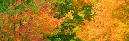 Colorful fall trees symbolizing seasonal HVAC maintenance before winter.