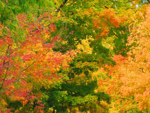 Colorful fall trees symbolizing seasonal HVAC maintenance before winter.